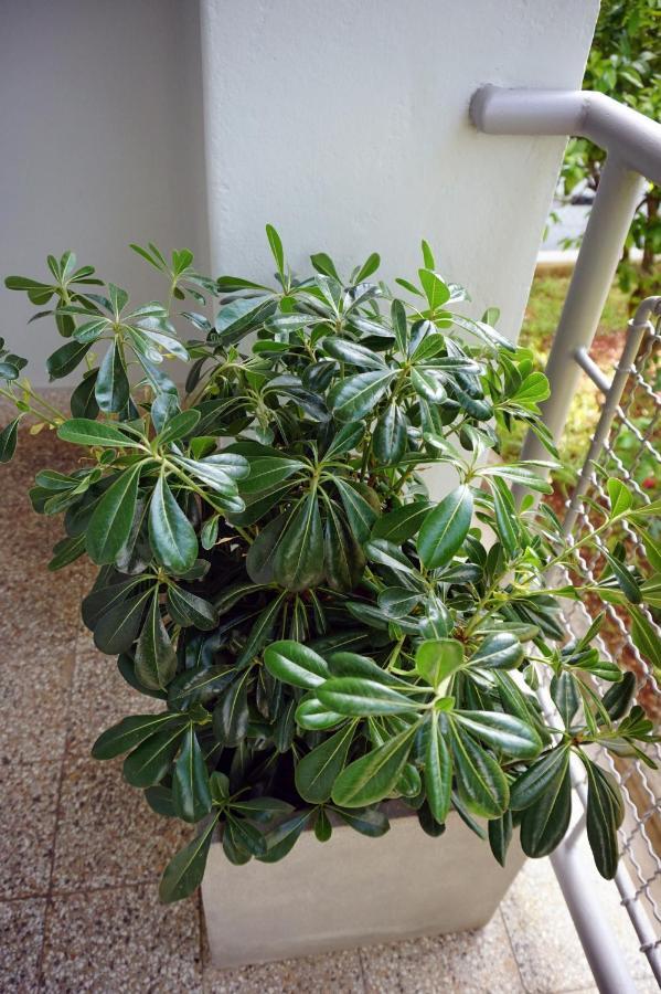 Apartment Nena زادار المظهر الخارجي الصورة